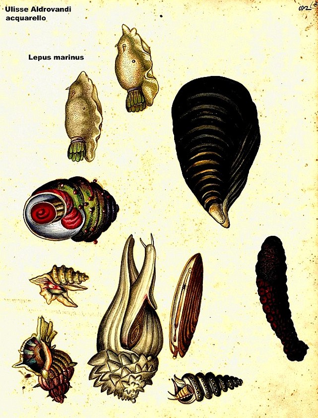 lepre-di-mare-aplysidae-aplysia-depilans